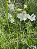 IMG_4578.jpeg