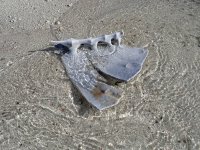 Turtle Bones.JPG