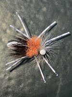 A03cDoubleDutchBug9567.jpg A03cDoubleDutchBug9567.jpg