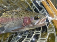 A05Cuttbow5eP5060066.jpg A05Cuttbow5eP5060066.jpg
