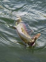 A06Cuttbow5bP5060056.jpg A06Cuttbow5bP5060056.jpg