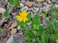 20250510_090909 Heartleaf Arnica.jpg 20250510_090909 Heartleaf Arnica.jpg