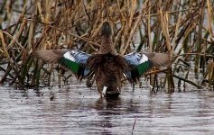 IMG_20250516_000306.jpg