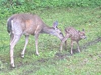 FirstFawns9578.jpg