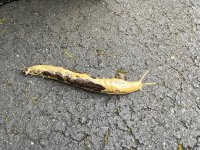 IMG_2348.jpeg
