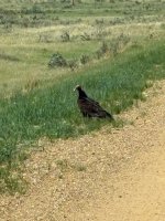 T Vulture.jpg