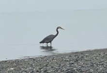 IMG_2362.jpeg