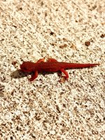 IMG_2224.jpeg