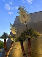 IMG_6227.jpeg