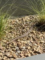 IMG_6273.jpeg