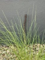 IMG_6274.jpeg