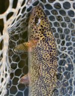 IMG_2441.jpeg