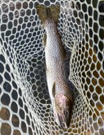 IMG_2438.jpeg