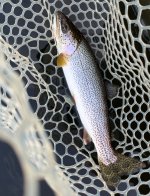 IMG_2440.jpeg