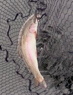 IMG_0805.jpeg