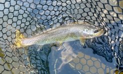 IMG_0803.jpeg