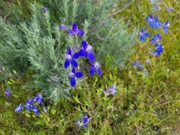 20250515_184821 Larkspur.jpg 20250515_184821 Larkspur.jpg