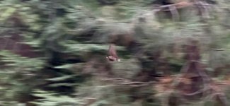 IMG_5851.jpeg