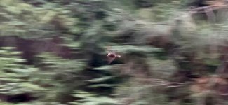 IMG_5850.jpeg