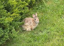 IMG_2401.jpeg