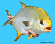 Indo-Pacific Permit 2025.JPG
