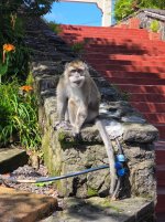 Temple Monkey.jpg