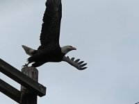 IMG_2417.jpeg