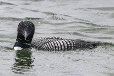 A01CommonLoonBreeding0582.jpg A01CommonLoonBreeding0582.jpg
