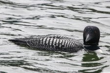 A02CommonLoonBreeding0657.jpg A02CommonLoonBreeding0657.jpg