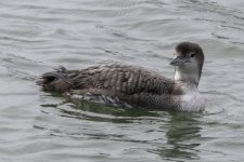A04CommonLoonNonBreeding0642.jpg A04CommonLoonNonBreeding0642.jpg