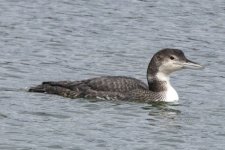 A05CommonLoonNonBreeding0679.jpg A05CommonLoonNonBreeding0679.jpg