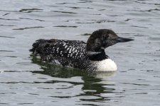 B06CommonLoonMoltingIntoBreeding0573.jpg B06CommonLoonMoltingIntoBreeding0573.jpg
