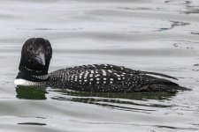 B07CommonLoonBreeding0677.jpg B07CommonLoonBreeding0677.jpg