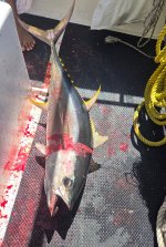 Yellowfin Tuna.JPG Yellowfin Tuna.JPG