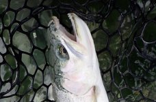 IMG_2437.jpeg