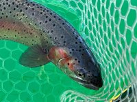 IMG_0184.jpeg