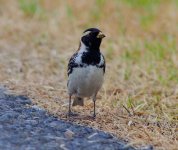 longspur2025pppppppppp.jpeg longspur2025pppppppppp.jpeg