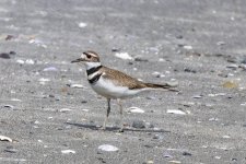 A01Killdeer0214.jpg A01Killdeer0214.jpg