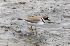 A02SemipalmatedPlover0490.jpg A02SemipalmatedPlover0490.jpg