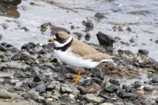 A03SemipalmatedPlover0553.jpg A03SemipalmatedPlover0553.jpg