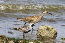 A06Whimbrel&BlackBelliedPlover0301.jpg A06Whimbrel&BlackBelliedPlover0301.jpg