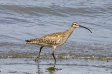 A07Whimbrel0304.jpg A07Whimbrel0304.jpg