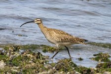 A08Whimbrel0275.jpg A08Whimbrel0275.jpg