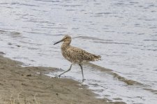 A09Willet0523.jpg A09Willet0523.jpg