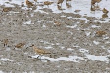 A10ShortBilledDowitcher0514.jpg A10ShortBilledDowitcher0514.jpg