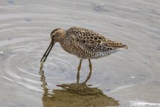 A11ShortBilledDowitcherFeeding0489.jpg A11ShortBilledDowitcherFeeding0489.jpg