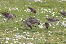 A12ShortBilledDowitcher0530.jpg A12ShortBilledDowitcher0530.jpg