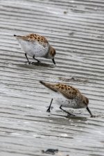 A14WesternSandpiper0703.jpg A14WesternSandpiper0703.jpg