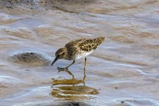 A15LeastSandpiper0832.jpg A15LeastSandpiper0832.jpg
