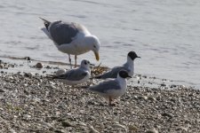 B19Bonapartes&GlaucousWingedGulls0027.jpg B19Bonapartes&GlaucousWingedGulls0027.jpg